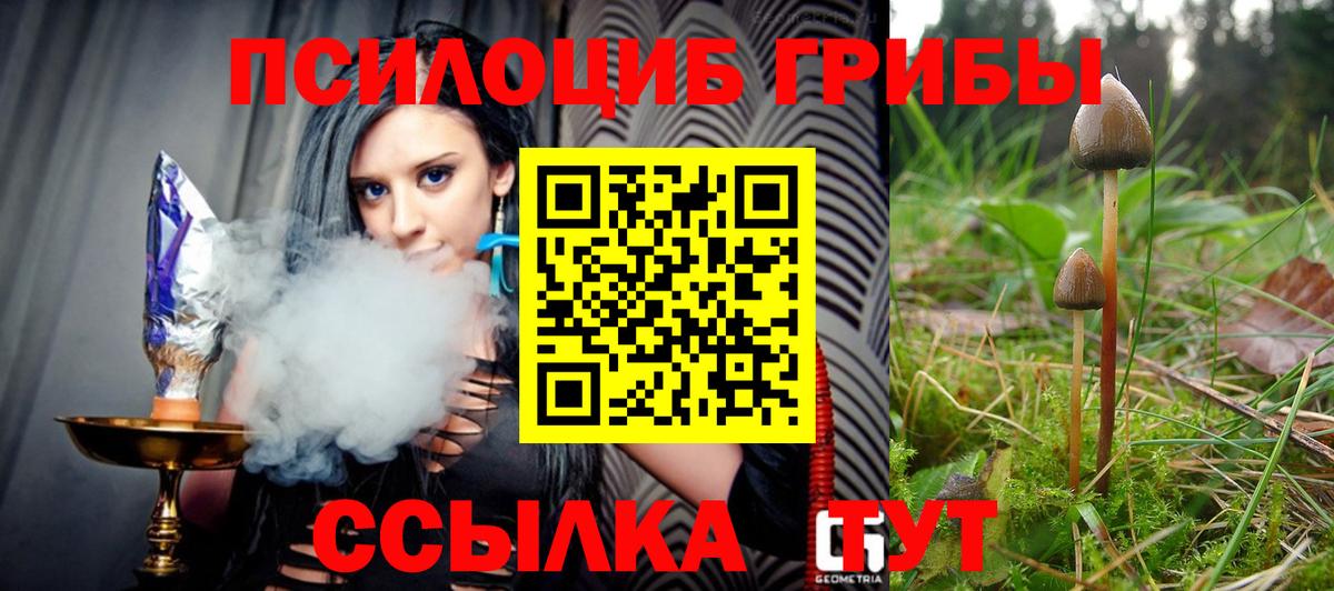 Галлюциногенные грибы Psilocybe Черняховск